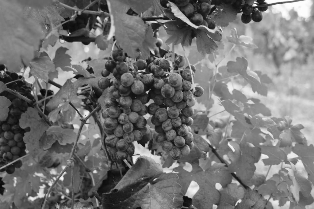 Azienda Agricola Garoglio Davide Alfiano Natta Exteriér fotografie