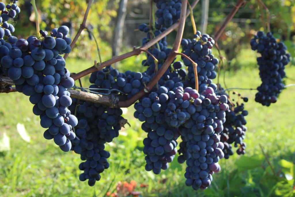 Azienda Agricola Garoglio Davide Alfiano Natta Exteriér fotografie