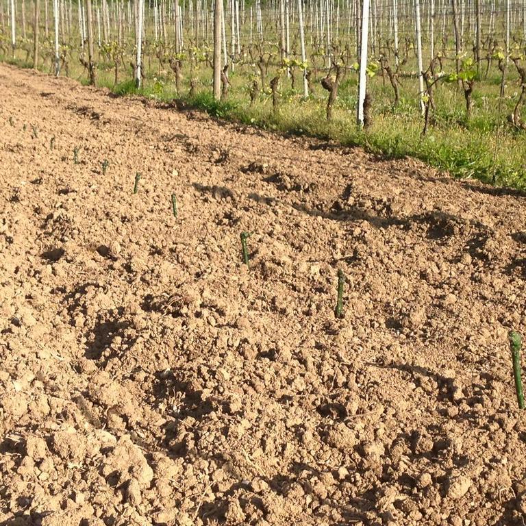 Azienda Agricola Garoglio Davide Alfiano Natta Exteriér fotografie